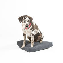 Dog pillow for small dogs